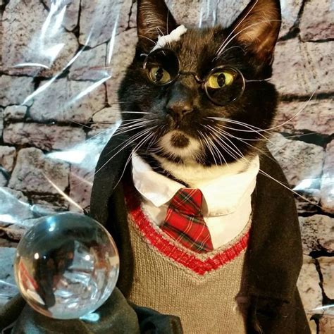 Catcosplay Onlyfans Leak