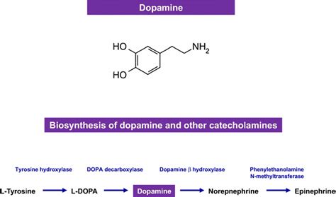 Catecholamine chemical compound Britannica