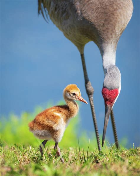 Category: Kaleidoscope - Crane Baby