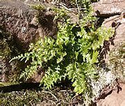 Category:Asplenium adiantum-nigrum - Wikimedia Commons