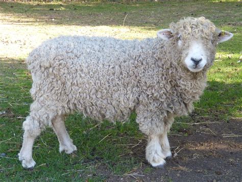 Category:Devon and Cornwall Longwool - Wikimedia Commons