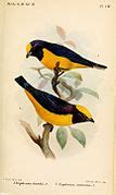 Category:Euphonia saturata - Wikimedia Commons