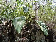 Category:Flora of Guadeloupe - Wikipedia