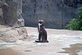 Category:Grape-kun - Wikimedia Commons