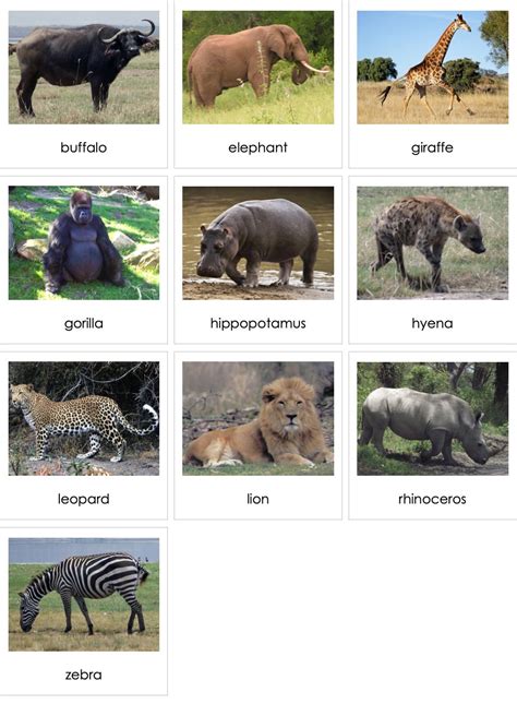 Category:Lists of mammals of Africa - Wikipedia