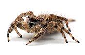 Category:Mythological spiders - Wikipedia