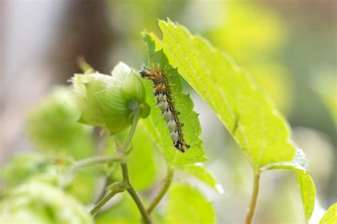 Caterpillar Food-Plants BBC Gardeners World …