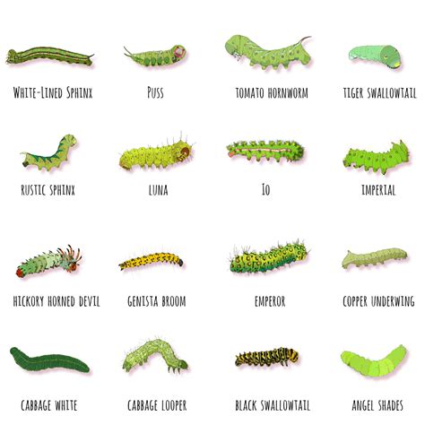 Caterpillar Identification Guide: Find Your Caterpillar With …