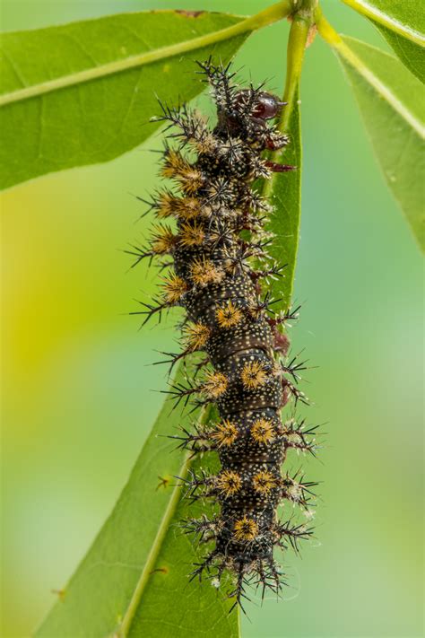 Prolegs are found on the insect only during the caterpillar stage and are used to help the insect hold on to the host plant. Sometimes prominently visible on each side of the caterpillar's body, between the meso- and metathoracic and abdominal segments, are respiratory openings called spiracles. The surface of the caterpillar's body may be ...