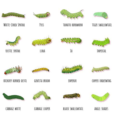 A simple identification key narrows down potential species and consists of a choice of 9 major morphological traits, including 42 sub-traits, ranging from color combinations to body features, such as tails, knobs, and hair. • Covers 576 caterpillar species. • Features 1,216 superb color images. • Offers 3 ways to sort and display ….