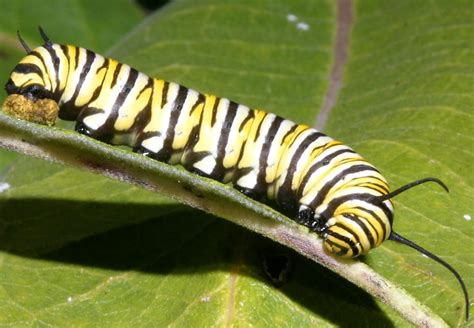 Caterpillarcos. Things To Know About Caterpillarcos. 