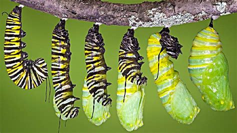 Caterpillars to butterflies. Pupa: The Transition Stage. When the caterpillar is full grown and stops eating, it becomes a pupa. The pupa of butterflies is also called a chrysalis. Depending on the species, the … 