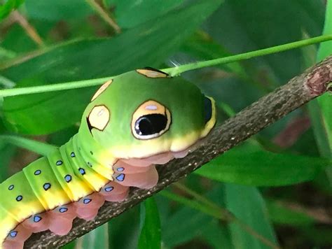 Caterpillars with Large "Eyes" - All About Worms