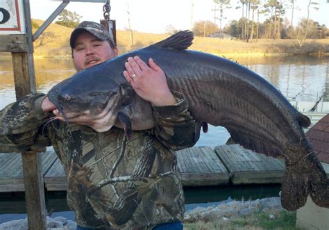 Catfish noodling. Things To Know About Catfish noodling. 