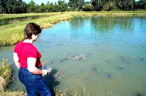 Catfish ponds near me. All tackle included with price. If you don’t want to purchase bait you may bring your own. 💲 3.50 BAIT. CatFISH FEEDING. HOME. Tina's Catfish Pond is a small family owned … 