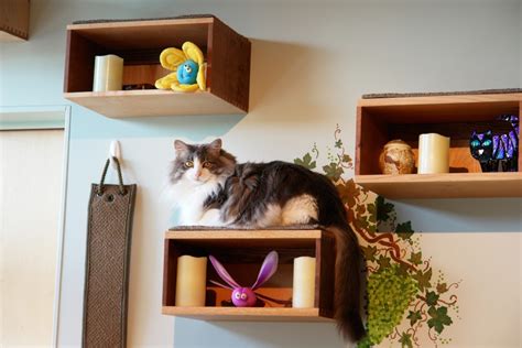 Catify to Satisfy: Simple Solutions for Creating a Cat-Friendly Home