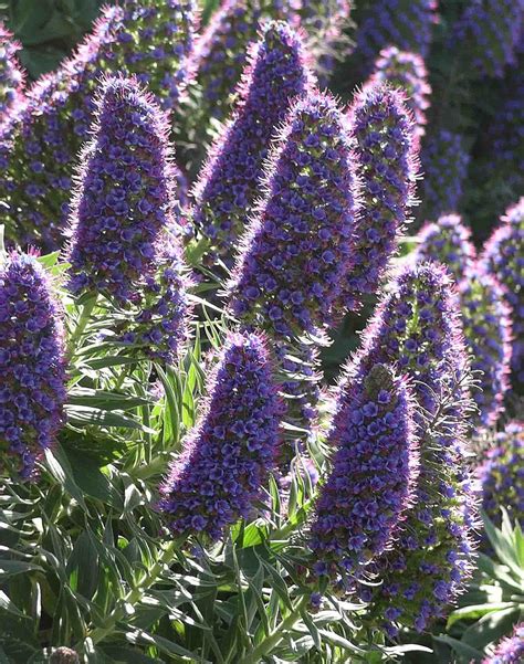 Catmint_2022 Naked