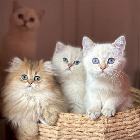 Catnificent cattery. Cuties play time Join us! @ Washington, District of Columbia 