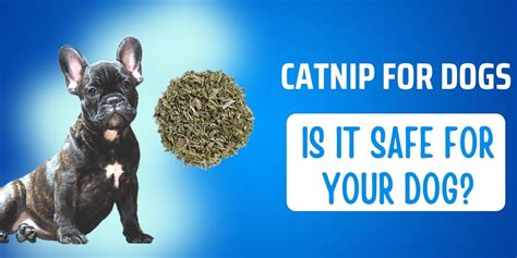 Catnip For Dogs: Is it Safe For Your Dog? - CanineWeekly.com