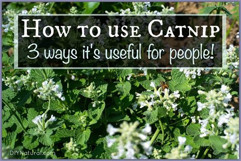 Catnip what is it used for