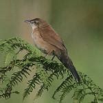 Catriscus brevirostris (Fan-tailed Grassbird) - Avibase