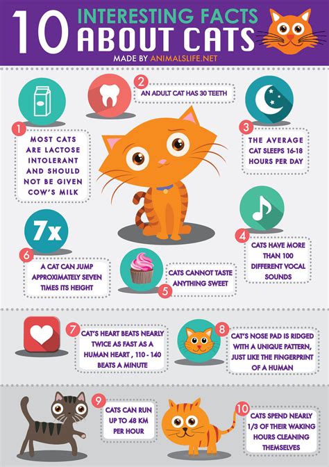 Cats: most interesting facts about common domestic pets - English pravda.ru