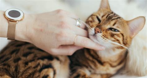 Cats | Cat Health | Cat Behavior. Catpert The Cat Expert