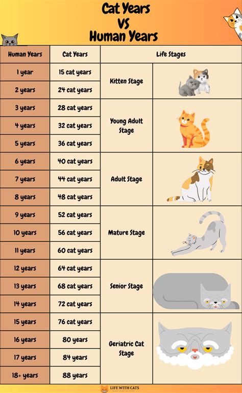 Cats Age Human Years Chart