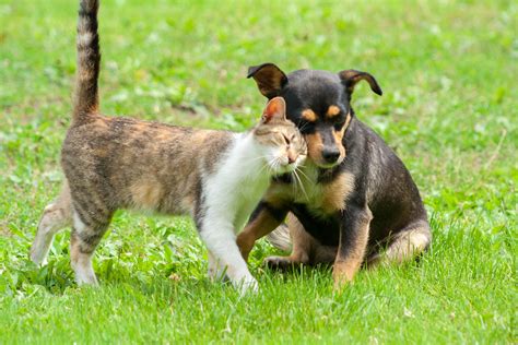 Cats And Dogs Playing (Why It