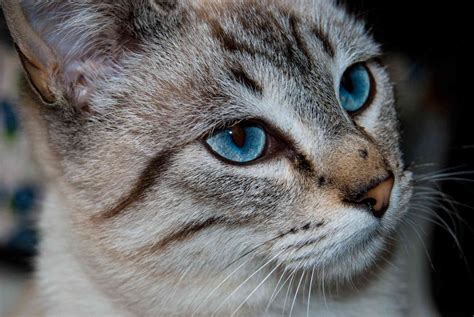 Cats That Have Blue Eyes