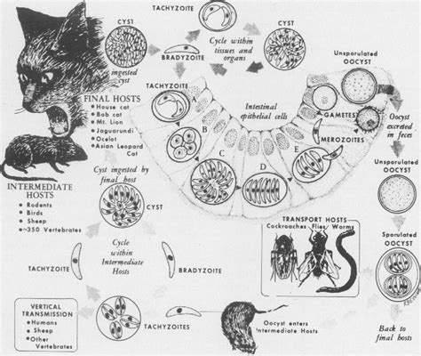 Cats and Toxoplasma: implications for public health - PubMed