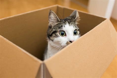 Cats and boxes. In fact, cats appear to derive so much comfort from enclosed spaces that their fondness for boxes extends to spaces that have no actual walls–and … 