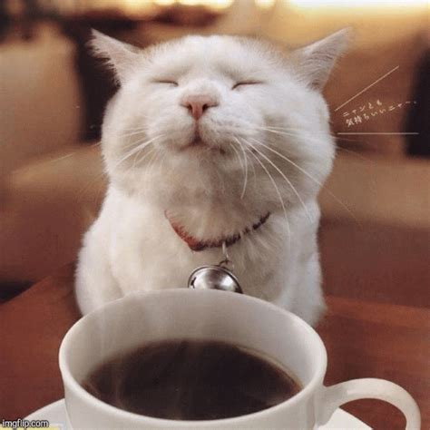 Cats and coffee. Ground coffee. Your cat probably doesn’t enjoy the smell of your morning coffee ritual as much as you do, and that’s a good thing. Caffeine, in the form of brewed coffee, the grounds, or beans, can cause toxicity poisoning in cats and dogs.For this reason, it’s not recommended to sprinkle coffee in your yard or garden as a cat deterrent. 