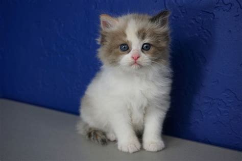 Are you considering adding a Ragdoll cat to your family? These beautiful, gentle, and affectionate felines make wonderful pets. However, it’s important to find a reputable Ragdoll ...