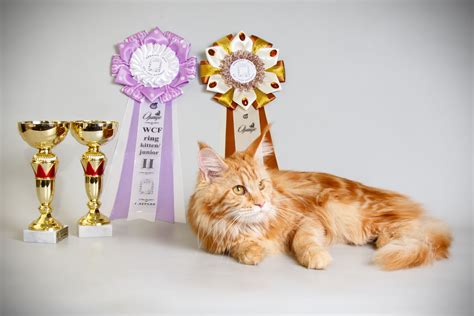 Cats compete for best of show