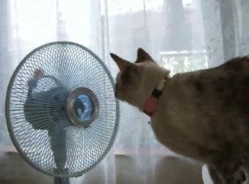 Cats fan. Why do cats play with fans? Cats have a fondness for fans, to begin with, as they soon notice that they have a cooling effect and quickly settle … 