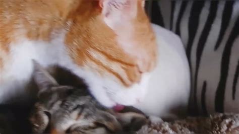 Cats fighting Cats and dogs cats Playing - video Dailymotion