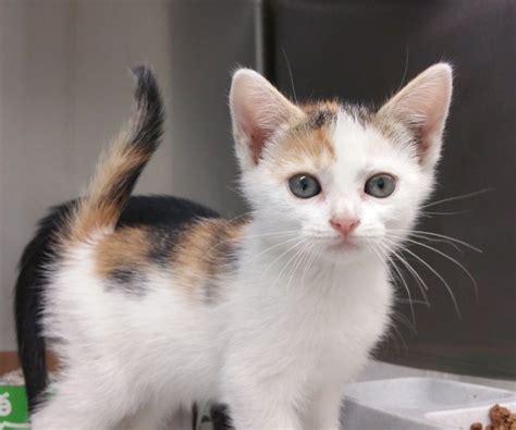 Cats for Adoption Near Durham, NC Petfinder