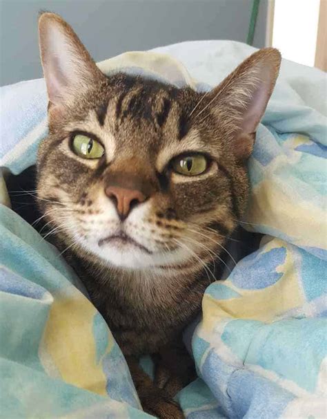 Cats for adoption in nh. Learn more about Monadnock Humane Society in West Swanzey, NH, and search the available pets they have up for adoption on Petfinder. Monadnock Humane Society in West Swanzey, NH has pets available for adoption. 