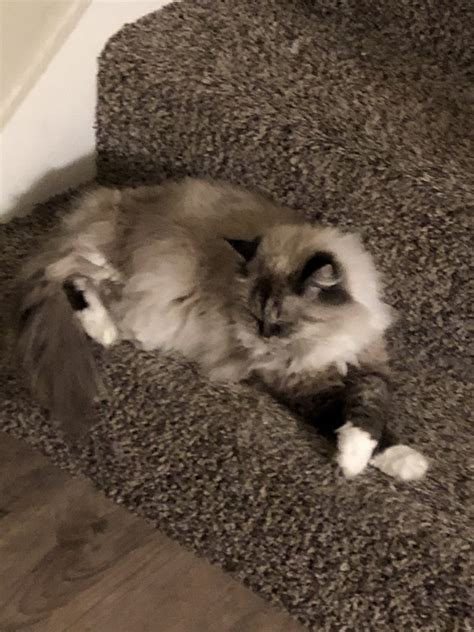 Cats for sale omaha. Browse Birman kittens for sale & cats for adoption - omaha, nebraska. Birman cats are moderately active. They enjoy to snuggle as much as the next cat and enjoy playing … 