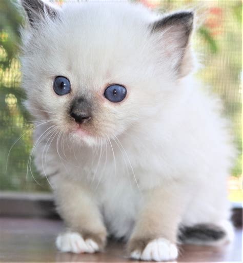 Jun 20, 2023 · Best Maine Coon Kittens For Sale in Orlando, FL. 1) Adorable Stars Kittens Cattery. Address: 1502 Hempel Ave, Orlando, FL 34786, United States; .
