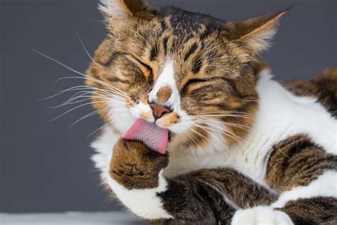 Cats grooming. Cats groom themselves for various reasons, such as healthy skin, emotional well-being, and social interactions. Learn how cats groom, why they groom, and what … 