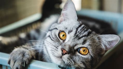 Cats have 276 different facial expressions, study finds