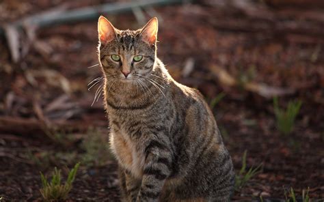 Cats in Australia - Wikipedia