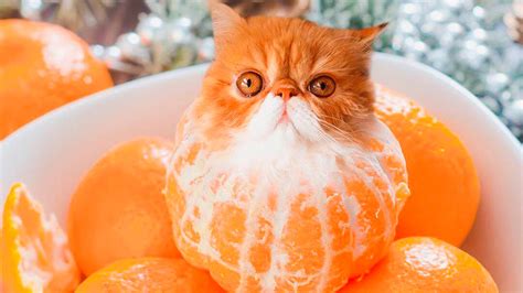 Cats in food. Things To Know About Cats in food. 