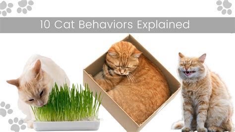 Cats in season behaviour
