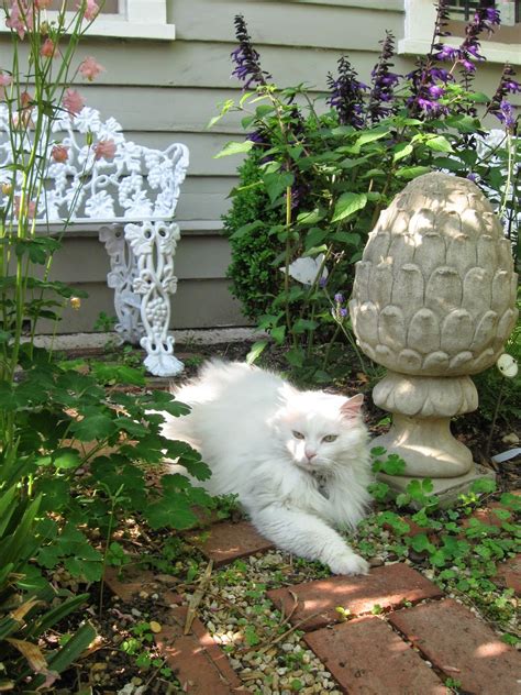 Cats in the garden gardeners guide. - Note sur un diplobacille pathogène pour la conjonctivite humaine.