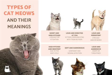 Cats meowing sounds.  Understanding the differences can help you better inte...