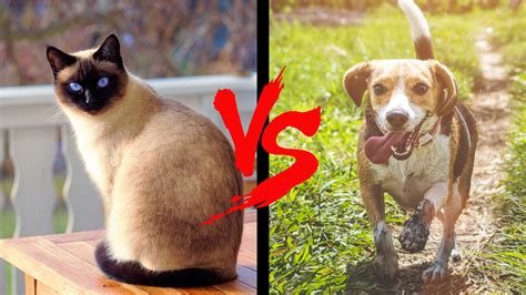 Cats or dogs. A debate between dog and cat lovers over which pet is better in various categories, such as maintenance, affection, safety, and altruism. See the pros and cons … 