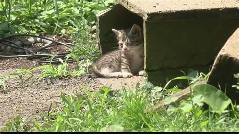 Cats overwhelm homeowner in Johnstown
